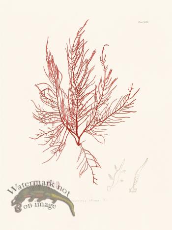 Bradbury Seaweed 094